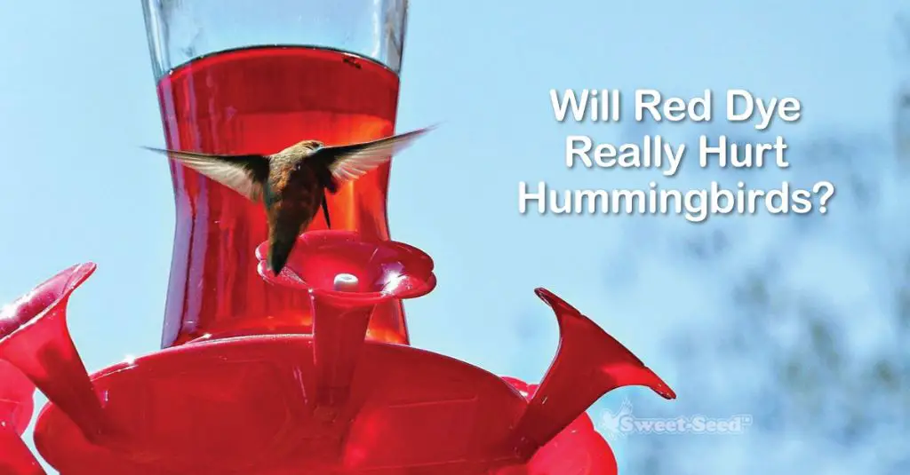 Is red food coloring bad for hummingbirds? Hummingbird101