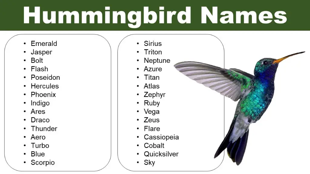 what-are-nicknames-for-hummingbirds-hummingbird101